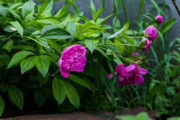 A bush of pink flowering peonies in the garden