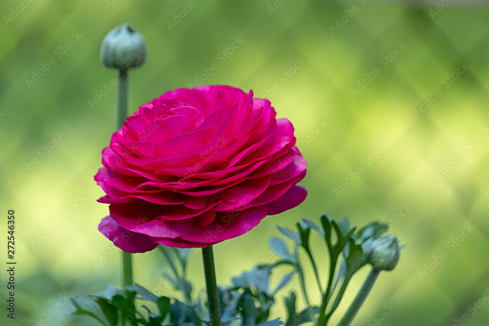 Wall mural bright pink ranunculas growing in garden against green