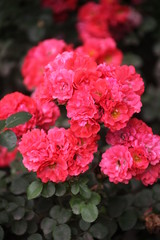 red flowers in the garden