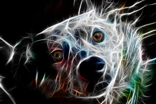 cachorro efeito neon pets