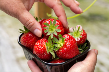 Obraz premium Harvest of fresh tasty ripe red strawberries growing on strawberry farm