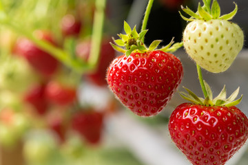 Fresh tasty ripe  red and unripe green strawberries growing on strawberry farm