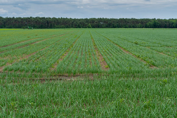 Green onion growing on farm field in Netherlands, Europe