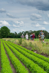 Unidentified family with seniors and children riding bicycles along carrot fields in Netherlands, traditional family outdoor activity