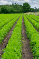 Fototapeta na wymiar Field with green carrot plants growing in rows
