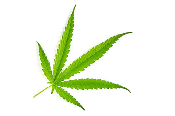 Cannabis fan leaf on white background