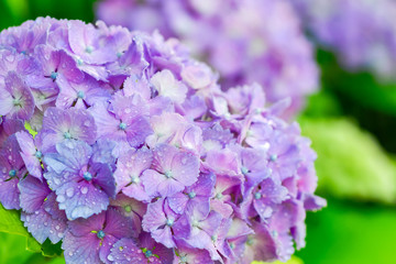 あじさい　Hydrangea