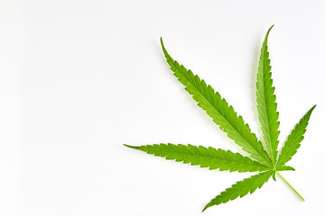Cannabis fan leaf on white background