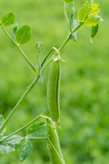 Green pea plants growing on farming fields in summer