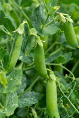Green pea plants growing on farming fields in summer