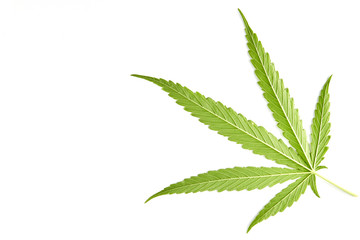 Cannabis fan leaf on white background