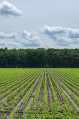 Young corn mais plants growing on farming fields