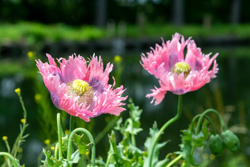Beautiful flowers of Papaver somniferum or opium breadseed poppy plant