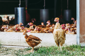 Poulets à cou nu élevés en plein air