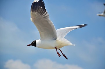 a seagull flying