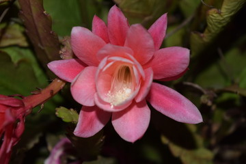 Flores de color blanco, naranja, p&uacute;rpura y rosa