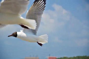 part of seagull
