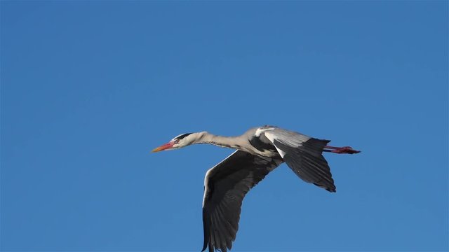 Grey heron, Ardea cinerea, Camargue, France