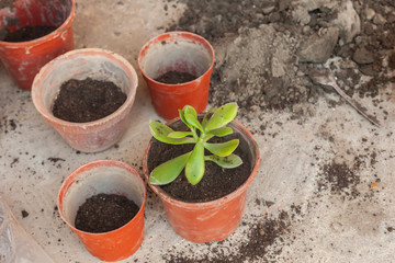 Female planting home plants. Young middle eastern woman planting flower in the pot. Girl gardening. House wife transplanting plant into a new pot
