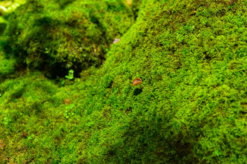 small mushroom on the field of green moss