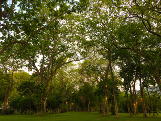 Fototapeta na wymiar Green tree in the park