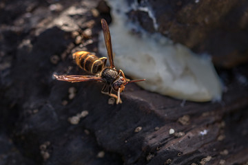 wasp flying