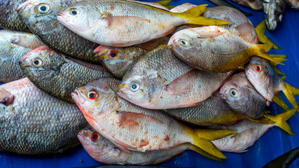 closeup of saltwater fish sold at traditional market in Indonesia