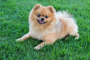 Spitz in nature, Spitz on the grass