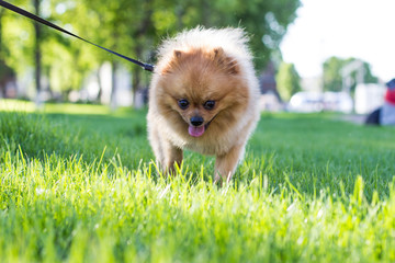 Шпиц на природе, шпиц на травке