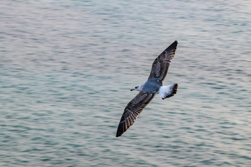 seagull in flight