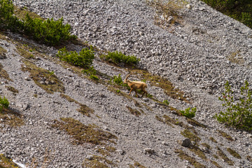 Ibex on mountain slope, beautiful wild alpine animal