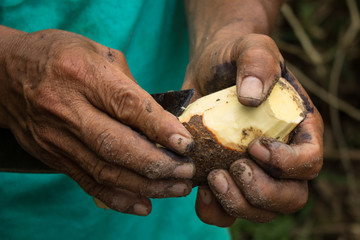 Yuca brava. Leticia, Amazonas. 25 de febrero del 2019.