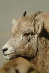 Bighorn Sheep - Lamb