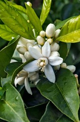 The color of the orange