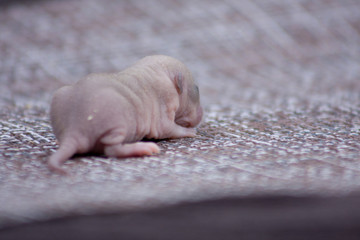 The concept of vulnerability. Newborn rat lies back close-up.
