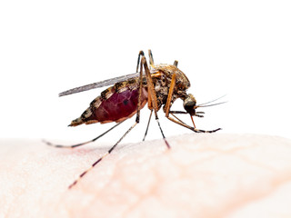 Encephalitis, Yellow Fever, Mayaro, Malaria Disease, Mayaro or Zika Virus Infected Culex Mosquito Parasite Insect Isolated on White Background