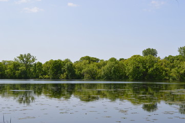 Fototapeta premium lake in the forest