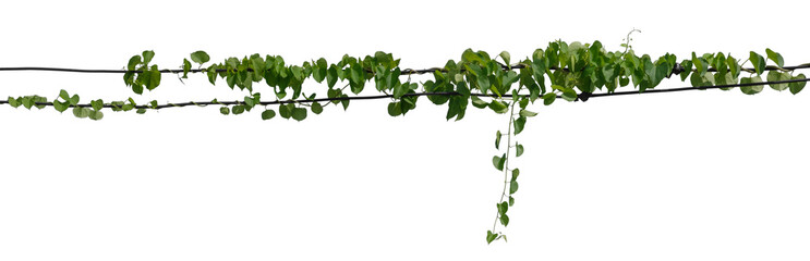 Vine Plant leaves tropic, bush foliage tree isolated on white background have clipping path