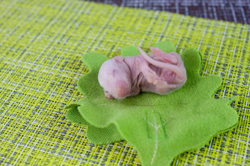 The concept of birth. Newborn baby rat lies on a green leaf.