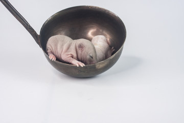 A rat in a ladle. Newborn baby cub lies in the kitchen utensil.