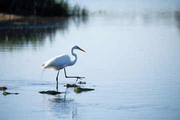 White Egret River