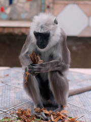 Hanuman langur