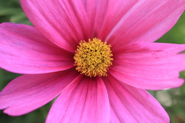 Pink cosmos flower in sunlight