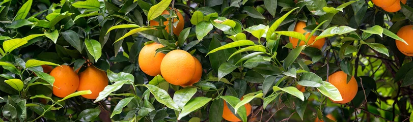 Fotobehang orange fruit on the trees © beatrice prève