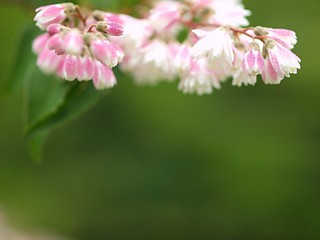 サラサウツギの花