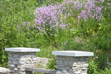 flowers in the garden