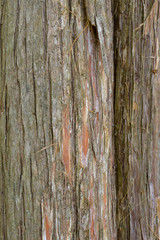 Closeup of the bark on a cedar tree