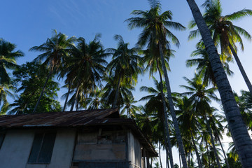 Fototapeta na wymiar A tropical life on Pemana island, Flores, Indonesia. Complete with warm sunshine and coconut trees