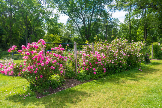 Several varieties of pink climbing roses bloom on a fence