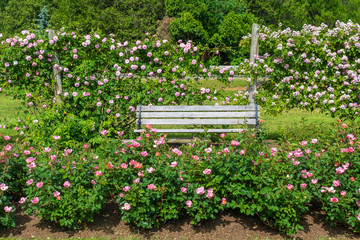 Front view of a park bench surrounded by a variety of pink rose bushes
